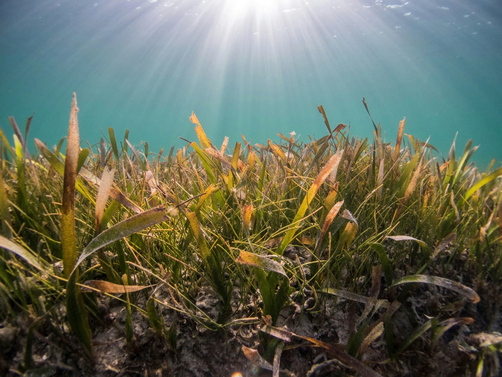 Seagrass underwater
